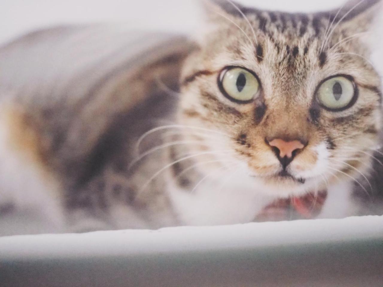 Bed and Breakfast Cat At Greece Nanwan Exterior foto
